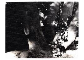 Hombre detrás de un árbol